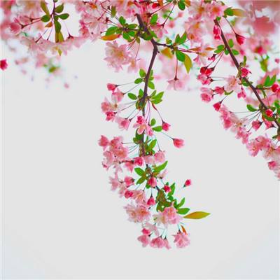 叉叉助手4.3.1版下载